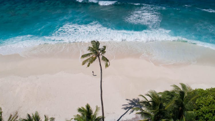 aerial photography,beach,birds eye view,drone shot,exotic,island,palm tree,sand,sea,seashore,seaside,standing,travel,tropical,vacation,waves