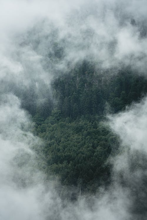 cloud,water resources,atmosphere,water,plant,fog,sky,natural landscape,grey,tree,pexels
