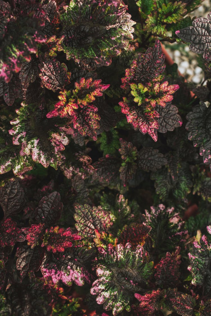 background,leaves,patterns,plant photography,plants,texture,vertical shot,wallpaper
