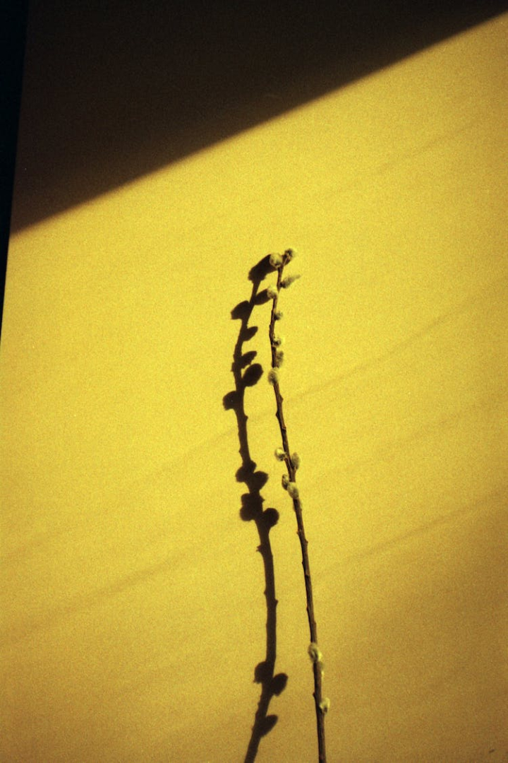35mm film,analog photography,film photo,film photography,light,minimalistic,pussy willow,shadow,simplicity,still life,sunlight,yellow