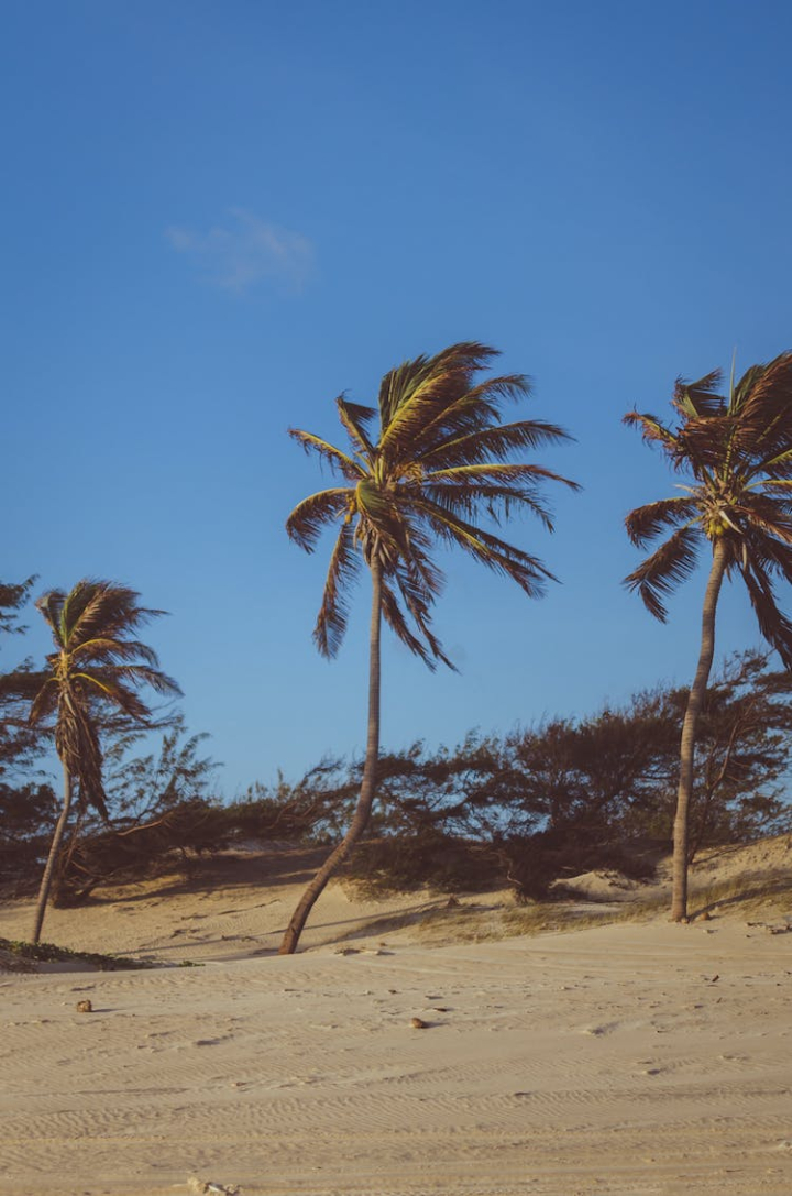 beach,blue sky,bushes,coconut trees,coconuts,island,landscape,nature,ocean,outdoors,palm,palm tree,palm trees,sand,seascape,seashore,sky,summer,sun,trees,tropical,vacation,water,wind,windy
