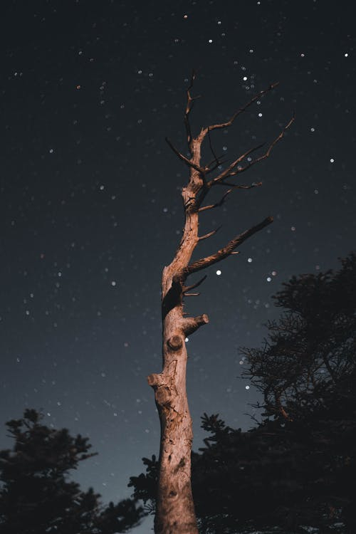 sky,atmosphere,natural landscape,tree,branch,twig,trunk,wood,woody plant,tints and shades,pexels