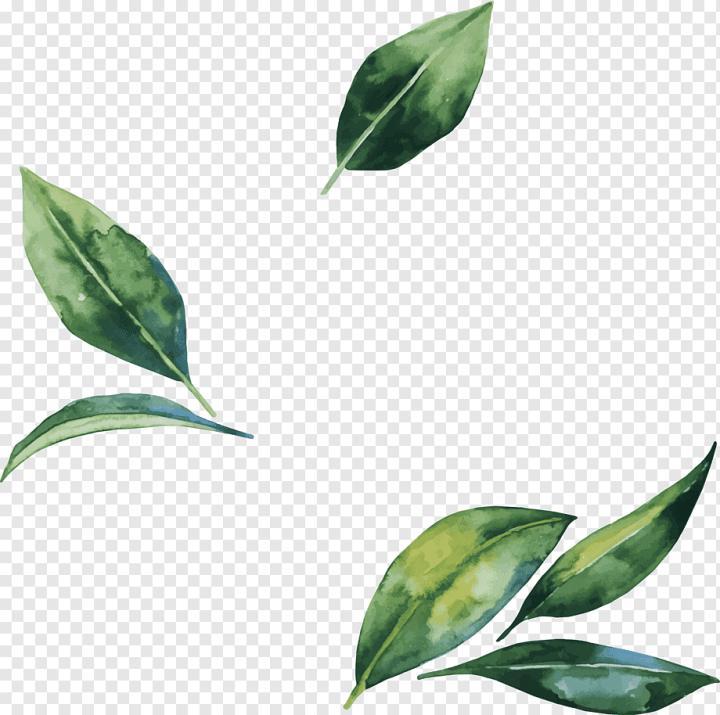 watercolor Painting,watercolor Leaves,painted,leaf,branch,computer Wallpaper,plant Stem,fall Leaves,flower,painting,leaves,green,watercolor Flowers,watercolor Flower,watercolor,stock Illustration,hand Painted,plant,paint Splash,Leaf Flower,Illustration,Hand,png,transparent,free download,png