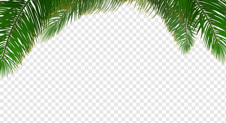 Palm Tree Images  Free HD Backgrounds, PNGs, Vectors & Templates - rawpixel