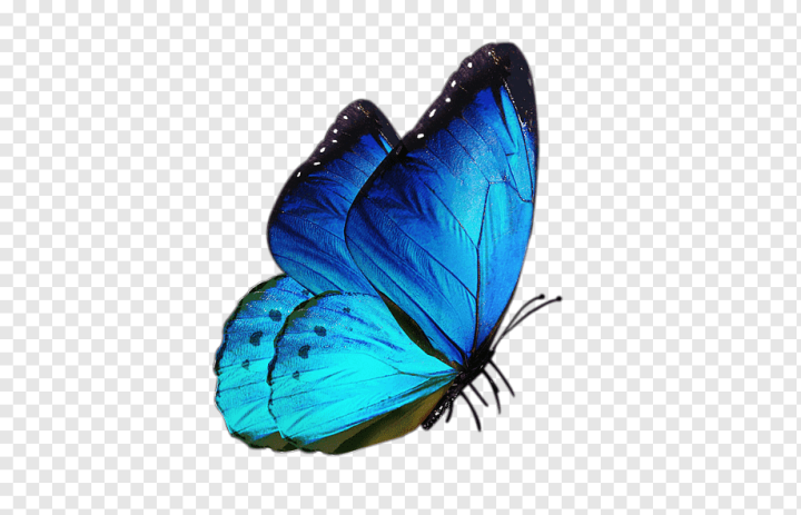 blue,antiquity,brush Footed Butterfly,insects,color,lycaenid,insect,adobe Creative Cloud,invertebrate,moths And Butterflies,pollinator,stock Photography,fly,drawing,arthropod,beautiful,blue Abstract,blue Abstracts,blue Background,blue Eyes,blue Flower,blue Pattern,butterfly,depositphotos,wing,White,blue butterfly,png,transparent,free download,png