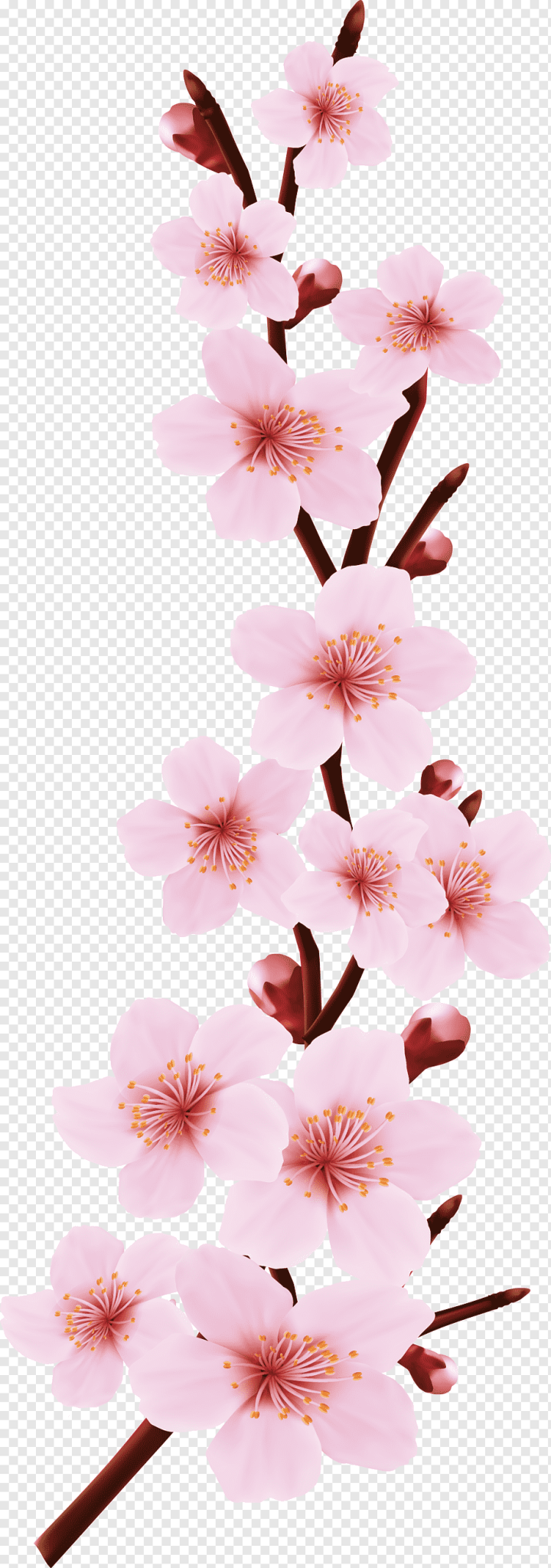 Stylized Sakura blossom - Japanese cherry tree with flying petals. . | Blossom  tree tattoo, Cherry blossom art, Cherry blossom drawing