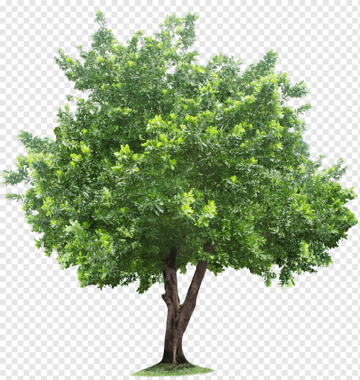 leaf,tree Branch,branch,palm Tree,root,grass,pine Tree,arecaceae,family Tree,plant,tree,plane Tree Family,trees,shrub,nature,landscaping,landscape Architecture,image Resolution,evergreen,christmas Tree,autumn Tree,woody Plant,Tree Root,png,transparent,free download,png