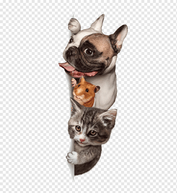 cat Like Mammal,animals,carnivoran,pet,dog Like Mammal,paw,dog Breed,snout,cuteness,puppy,whiskers,small To Medium Sized Cats,free Stock Png,dogs,dogs Vector,pet Adoption,pet Shop,veterinary Medicine,animalassisted Therapy,stock Photography,veterinarian,lovely,kitten,cats,cats Vector,cute Animals,cute Border,cute Vector,dog Silhouette,dogu2013cat Relationship,fawn,free,hot Dog,Dog,Cat,Budgerigar,Pet sitting,Cute,png,transparent,free download,png