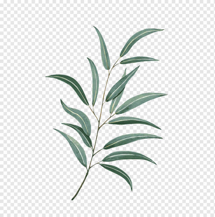 watercolor Leaves,branch,plant Stem,fall Leaves,palm Leaves,painting,material,leaves,cushion,plant Material,watercolor Flower,watercolor Flowers,watercolor,tree,printing,plant,pillow,green,botanical Illustration,autumn Leaves,Leaf,Watercolor painting,Drawing,Tattoo,png,transparent,free download,png