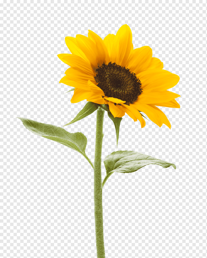 purple,sunflower,plant Stem,sunflower Seed,oil,flower,flowers,daisy Family,sunflowers,iStock,sunflower Oil,stockxchng,seed,flowering Plant,plant,petal,nature,yellow,Common sunflower,Stock photography,stock.xchng,Color,Background,png,transparent,free download,png