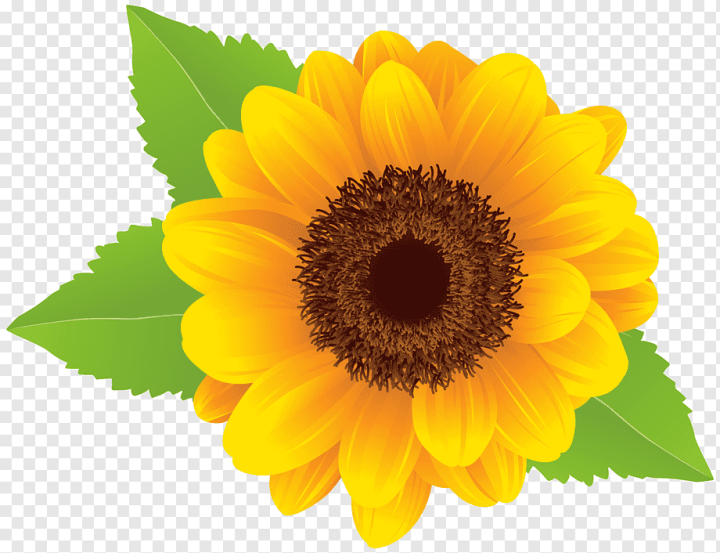 image File Formats,sunflower,sunflower Seed,flower,annual Plant,flowers,daisy Family,petal,red Sunflower,flowering Plant,computer Icons,yellow,Common sunflower,png,transparent,free download,png