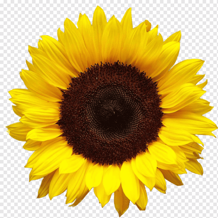 image File Formats,presentation,sunflower Seed,flower,flowers,daisy Family,sunflowers,pollen,seed,sunflower PNG,asterales,petal,free,flowering Plant,download  With Transparent Background,document,display Resolution,computer Icons,common Sunflower,yellow,Sunflower,png,transparent,free download,png