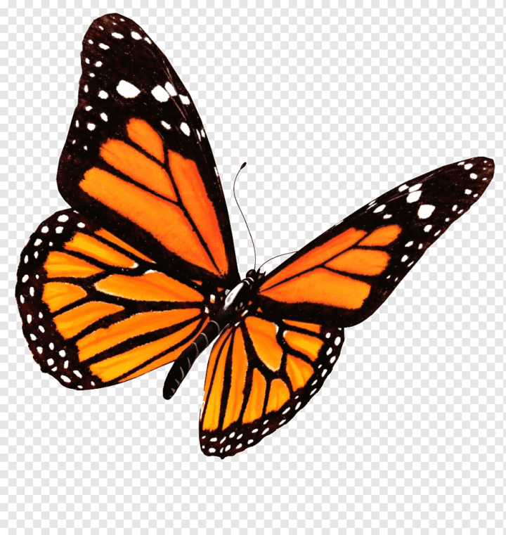 animals,brush Footed Butterfly,orange,alpha Compositing,pixel,pieridae,moths And Butterflies,monarch Butterfly,invertebrate,insect,image Resolution,display Resolution,butterfly,arthropod,pollinator,png,transparent,free download,png