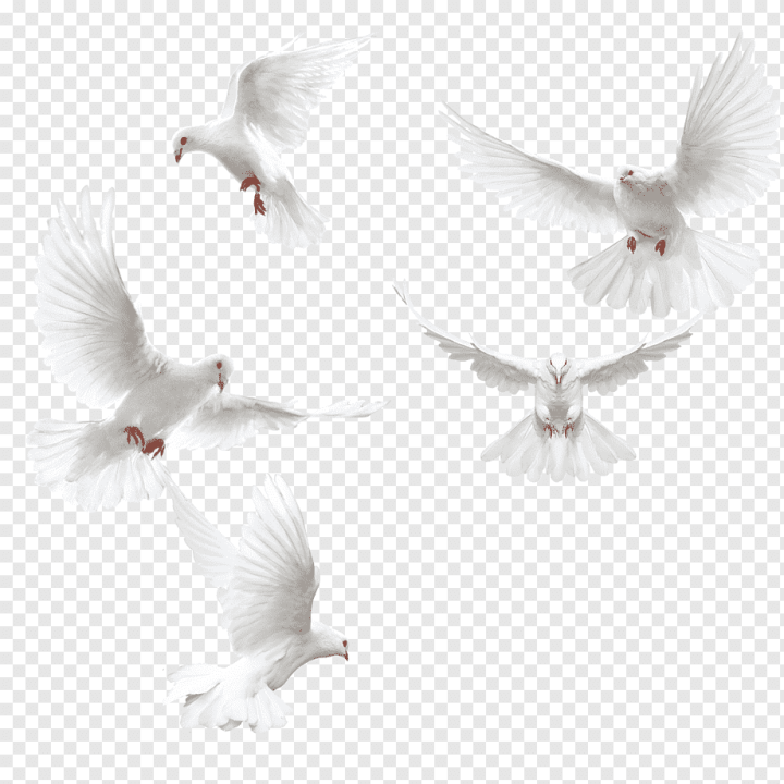 white dove wings