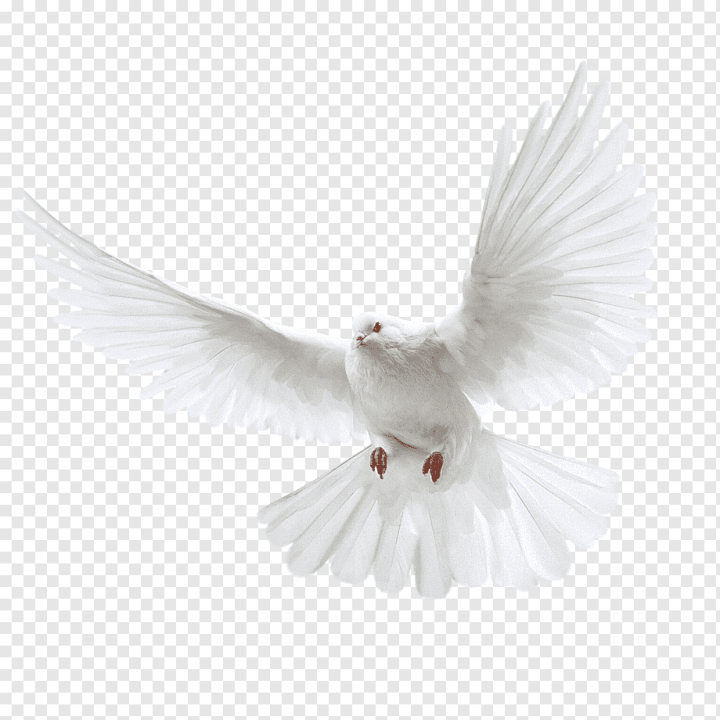animals,mirror,bird,desktop Wallpaper,feather,computer Icons,white Flying Pigeon,pigeons And Doves,pigeon,beak,homing Pigeon,free,columbinae,download  With Transparent Background,wing,Columbidae,Domestic pigeon,Wedding,White,flying pigeon,PNG image,png,transparent,free download,png