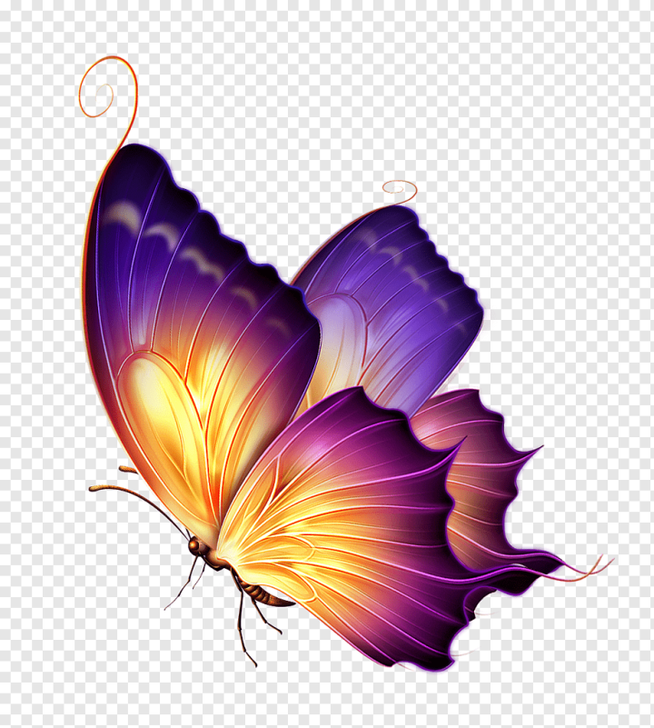 purple,painted,violet,butterfly Group,insects,color,flower,butterflies,purple Flowers,smart,purple Flower Border,taenaris Catops,purple Flower,purple Background,butterfly,pollinator,petal,painted Butterfly,moths And Butterflies,invertebrate,insect,flowering Plant,butterfly Pattern,Color Purple,Purple Butterfly,png,transparent,free download,png