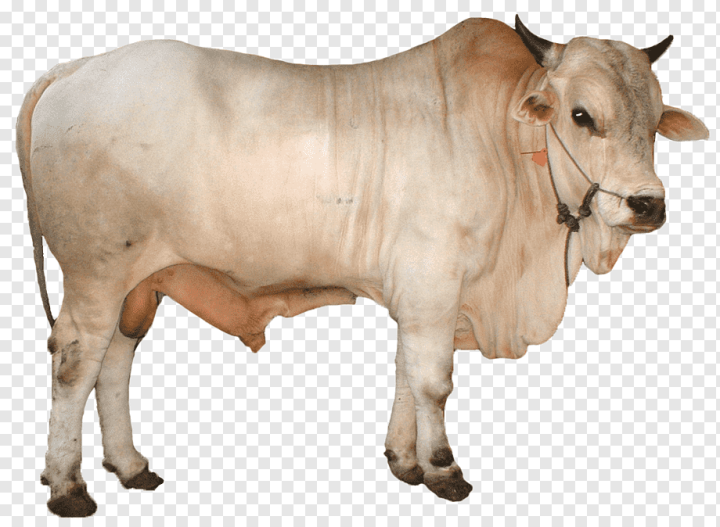 animals,cow Goat Family,terrestrial Animal,snout,ox,dairy Cattle,livestock,animal Husbandry,pasture,pricing Strategies,horn,animal Slaughter,beef Cattle,brahman Cattle,bull,calf,cattle,cattle Like Mammal,dairy Cow,zebu,Simmental cattle,Limousin cattle,Qurbani,Goat,Ongole cattle,adha,png,transparent,free download,png