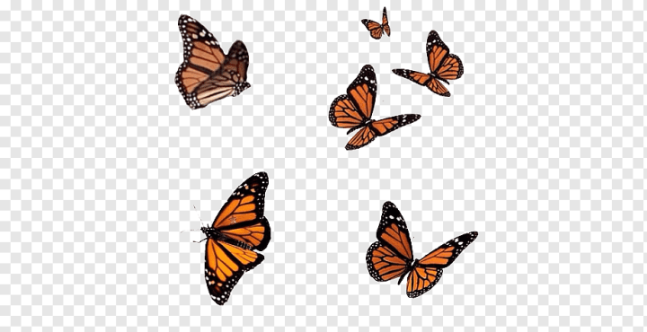 brush Footed Butterfly,insects,desktop Wallpaper,pollinator,raster Graphics Editor,pieridae,swallowtail Butterfly,moths And Butterflies,monarch Butterfly,invertebrate,arthropod,insect,drawing,computer Icons,butterflies And Moths,wing,Butterfly,Image editing,png,transparent,free download,png