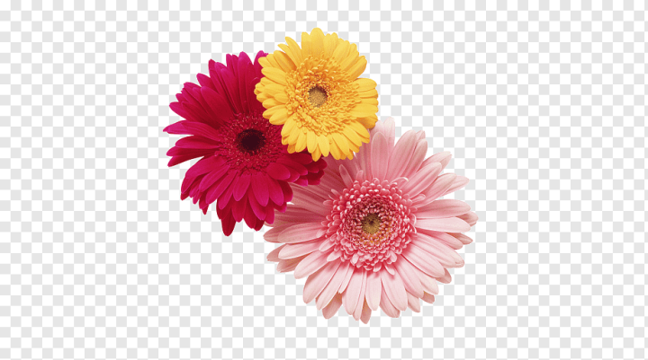 retail,orange,annual Plant,flower,magenta,gerbera,gerbera Jamesonii,marguerite Daisy,nature,petal,plant,rose,garden Roses,fotosearch,aster,asterales,chrysanths,common Sunflower,daisy,floral Design,floristry,flower Bouquet,flowering Plant,transvaal Daisy,Cut flowers,Chrysanthemum,Stock photography,Daisy family,new year's day,png,transparent,free download,png