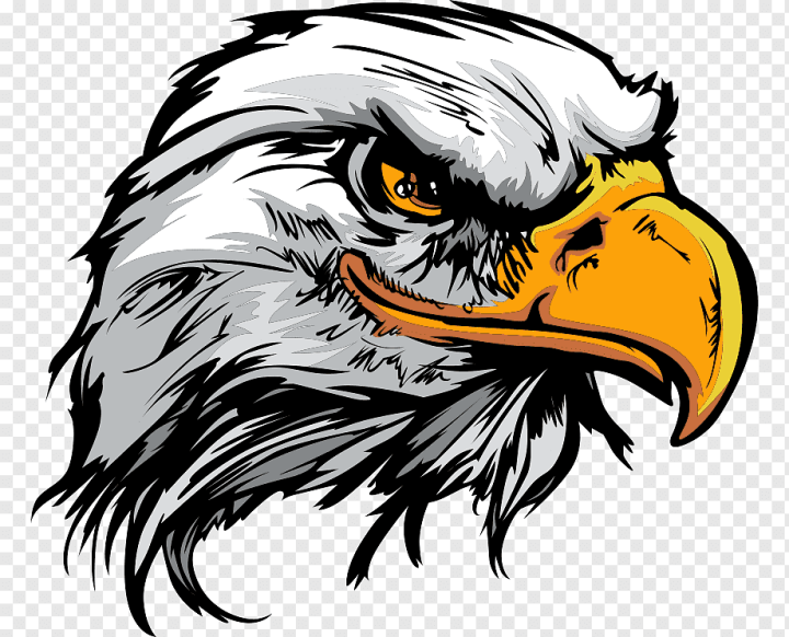 Free: Bald Eagle Logo, cartoon eagle, animals, carnivoran, vertebrate png -  