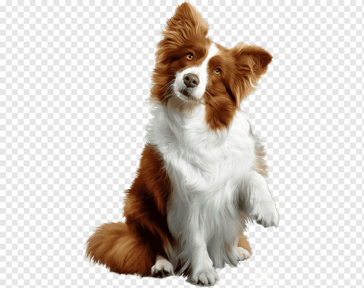 child,animals,carnivoran,pet,dog Like Mammal,dog Breed,companion Dog,snout,animal,lion,collie,dog Breed Group,border Collie,squeaky Toy,toy,sporting Group,orig,kooikerhondje,fur,dog Toys,bdc,осень золотая,Puppy,Dog,Toys,Chew toy,Rough Collie,png,transparent,free download,png