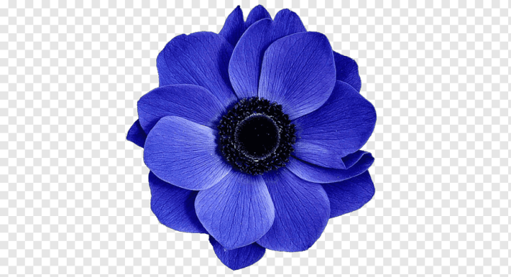 Free: Blue flower Rose, flower, purple, blue, violet png 