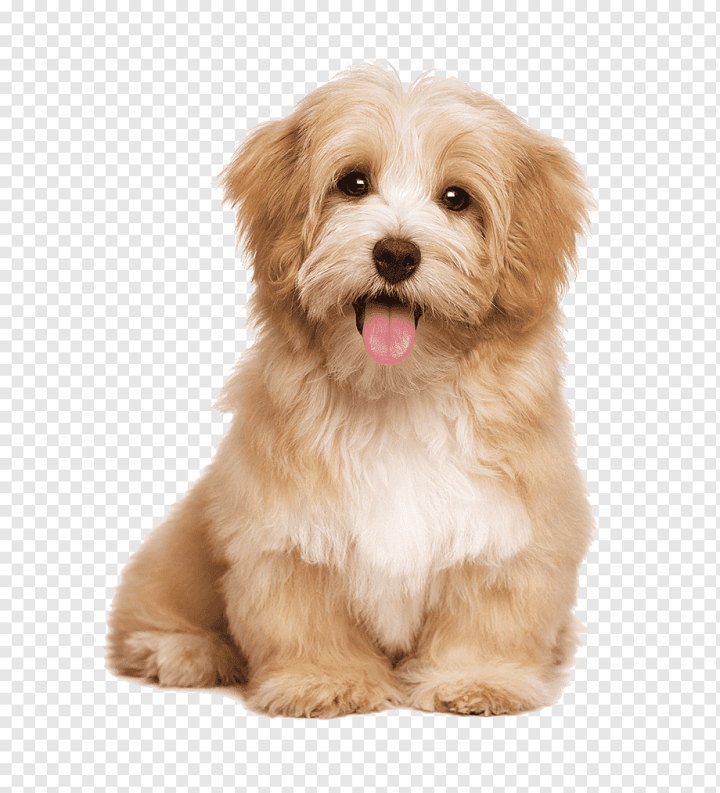 animals,carnivoran,pet,dog Like Mammal,dog Breed,companion Dog,snout,schnoodle,puppy,dog Breed Group,löwchen,morkie,poodle Crossbreed,norfolk Terrier,puppy Love,rare Breed Dog,sporting Lucas Terrier,stock Photography,terrier,tibetan Terrier,lhasa Apso,png