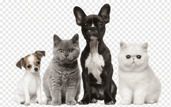 animals,cat Like Mammal,carnivoran,pet,dog Like Mammal,paw,dog Breed,companion Dog,animal,snout,small To Medium Sized Cats,whiskers,puppy,dog Breed Group,dogcat Relationship,veterinary Medicine,veterinary,veterinarian,burmese,cat,puppy Mill,clinic,pet Shop,dog,microchip Implant,mesquite,kitten,dog Daycare,exotic Pet,png,transparent,free download,png