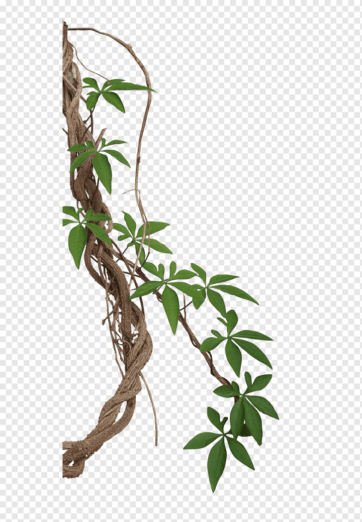 leaf,branch,plant Stem,root,twig,flower,swiss Cheese Plant,tree,twist,plant,philodendron,organism,flora,flowering Plant,flowerpot,herb,houseplant,ivy,morning Glory,nature,Vine,Liana,Tropical rainforest,Stock photography,Jungle,png,transparent,free download,png