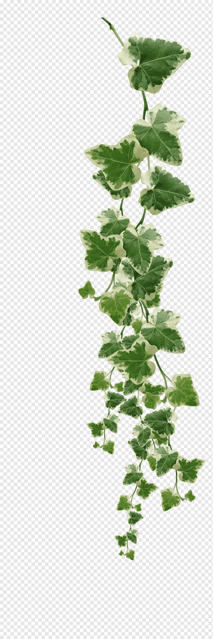 Plant Vines Green, Leaves Stock Illustration