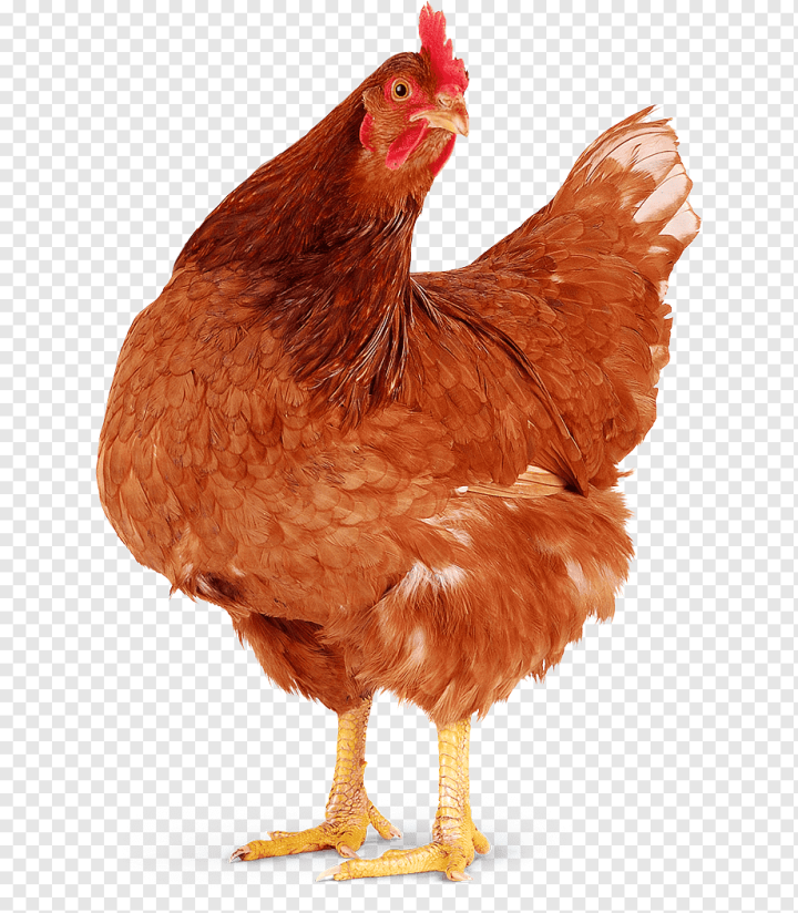 food,animals,galliformes,chicken,bird,farm,meat,phasianidae,poule Pondeuse,poultry,livestock,kifaranga,fowl,fond Blanc,egg,beak,aviculture,Chicken meat,Hen,Rooster,png,transparent,free download,png