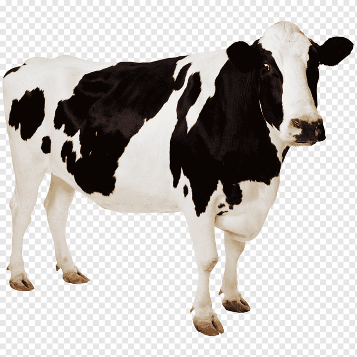 animals,cow Goat Family,4K Resolution,livestock,highdefinition Television,display Resolution,dairy Cow,dairy,cow,cattle Like Mammal,cattle Feeding,cattle,oxen,Holstein Friesian cattle,Cow Wallpaper,Aurochs,Desktop Wallpaper,png,transparent,free download,png