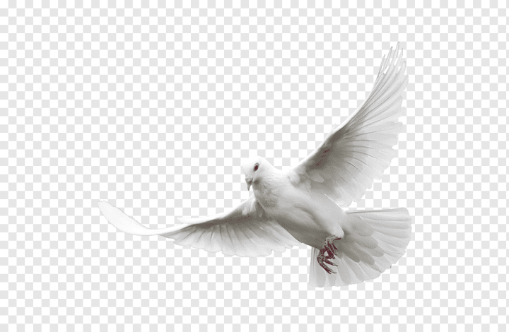 white,animals,black White,release Dove,doves As Symbols,animal,tail,material,feather,pigeons,background White,animal Feather,white Background,white Dove Of Peace,white Flower,white Smoke,beak,pigeons Fly Material,pigeons And Doves,pigeon,peace,free Content,fly,dove,wing,Columbidae,Domestic pigeon,Bird,art - White,White Pigeon,png,transparent,free download,png