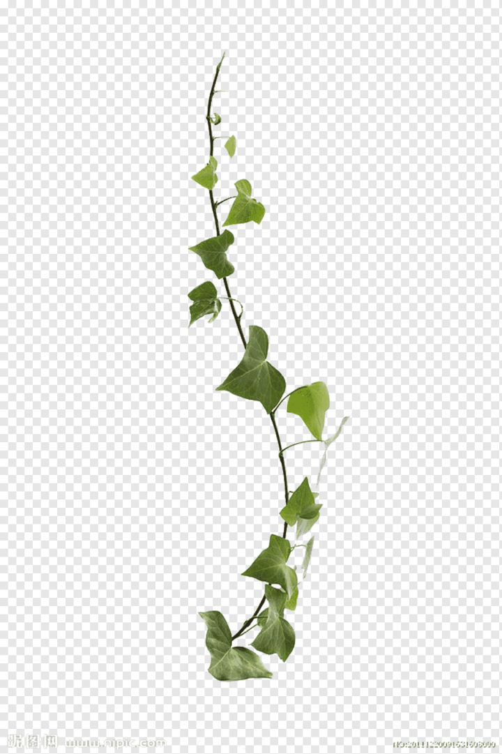 free Logo Design Template,branch,plant Stem,twig,flower,leaves,vines,background Decoration,man,music Vector Free Download,parthenocissus,stock Photography,teng,teng Man,tree,vector Frame Free Download,background,liana,ivy,decoration,devils Ivy,flora,flower Vine,flowering Plant,flowerpot,free,free Download,green,green Leaves,herb,Common ivy,Virginia creeper,Vine,Leaf,Plant,for free,png,transparent,free download,png