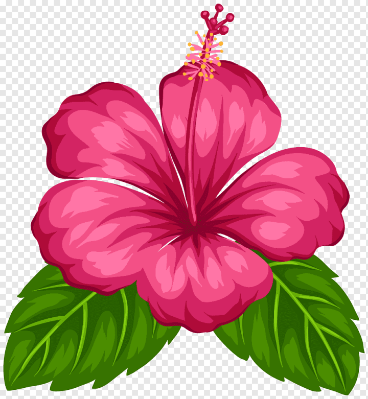 love,herbaceous Plant,flower Arranging,flower,annual Plant,magenta,malvales,china Rose,pink,morning,plant,quotation,mallow Family,seed Plant,petal,logos,chinese Hibiscus,cut Flowers,floral Design,flowering Plant,good,google Play,hibiscus,whatsapp,Good Morning,Android,Greeting,tropical,png,transparent,free download,png