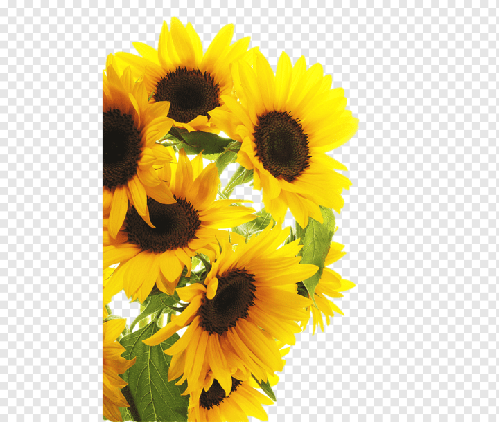 flower Arranging,sunflower,sticker,sunflower Seed,flower,annual Plant,flowers,daisy Family,sunflower Oil,sunflowers,sunflower Watercolor,watercolor Sunflower,wall Decal,sunflower Border,watercolor Sunflowers,sunflower Seeds,stock Photography,bouquet,cut Flowers,floral Design,floristry,flower Bouquet,flowering Plant,petal,yellow,Common sunflower,png,transparent,free download,png