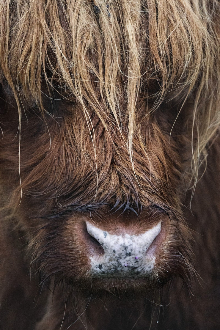 scotland,cow,highland cattle,animal,highland cow,bull,nature,west,yak,farm animals,animal face,scottish,rawpixel