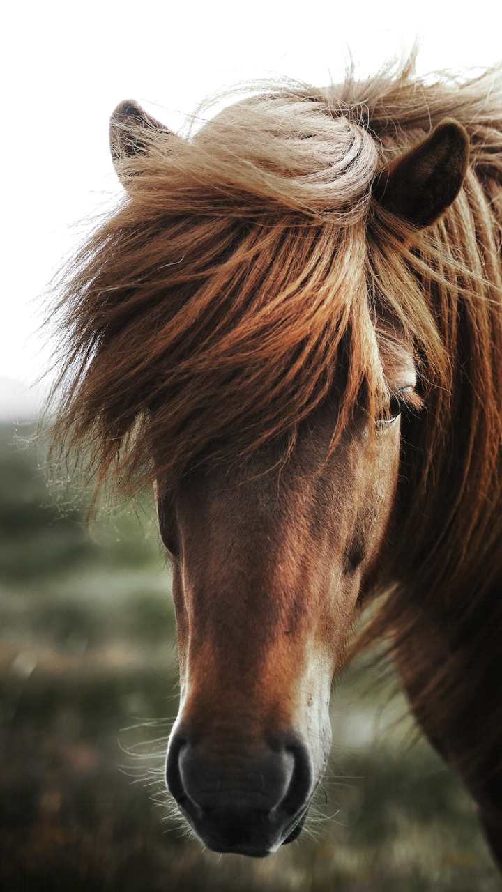 horse,animal,iphone wallpaper,animal photos,horse wallpaper,iphone wallpaper horse,wild horse,horse riding,pony,horse hair,horseback,hair,rawpixel
