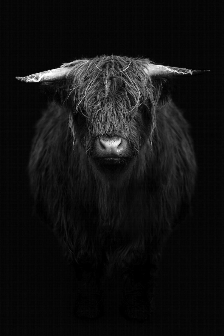 black and white,cow,animal,black,highland cow,farm,highland cattle,animal photos,nordic,background,animal black and white,farm animal,rawpixel