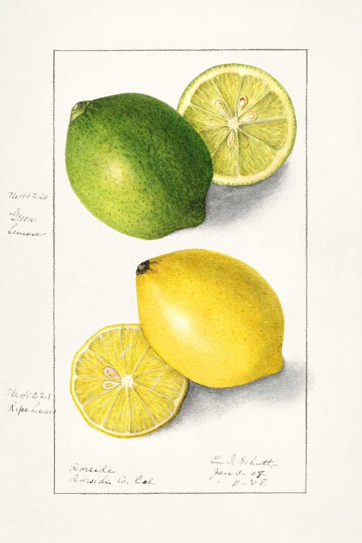 fruit,lemon,poster,lime,vintage poster,food,vintage,vintage fruit,public domain,drawing,citrus,wall art,rawpixel