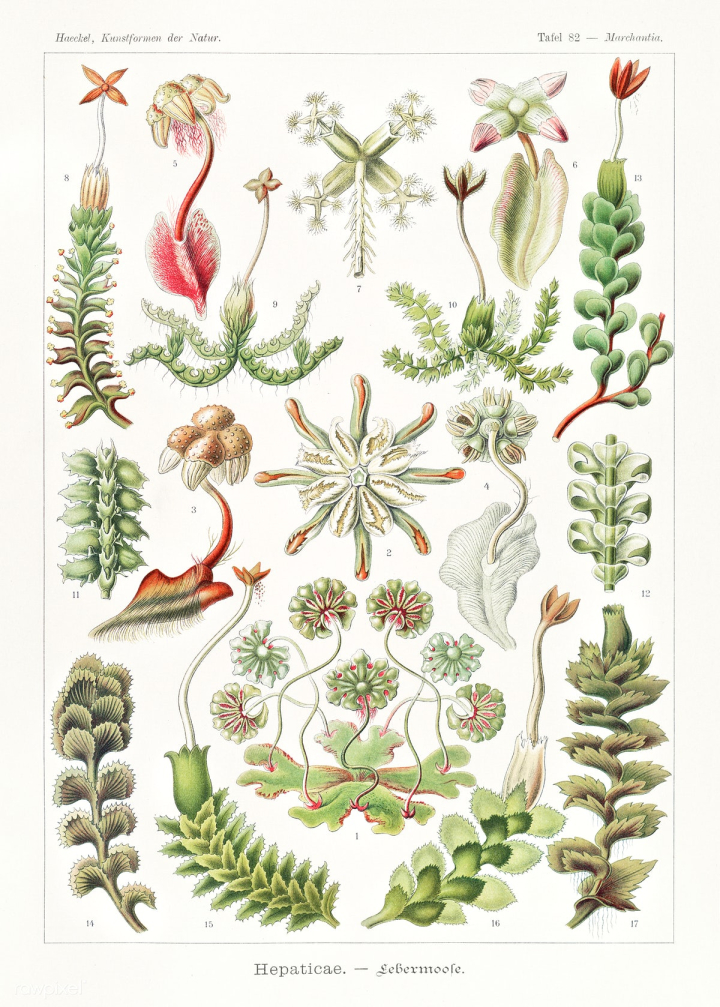 ernst haeckel,haeckel,adolf glitsch,sea illustration,sea,plant,liverwort,illustration sea,cc0,art form of nature,vintage plant,antique