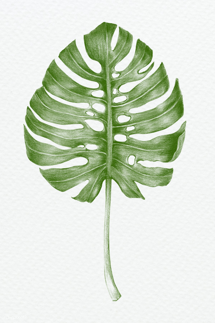 Download Monstera, Leaves, Nature. Royalty-Free Stock Illustration Image -  Pixabay