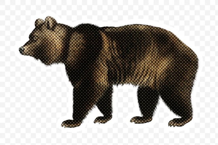 animal,animal png,animal sticker,animal sticker png,bear,bear png,bear sticker,bear sticker png,brown bear,brown bear png,brown bear sticker,brown bear sticker png