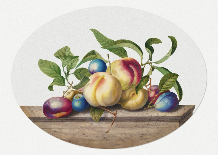 fruit,fruits,fruit illustration,peach,georg dionysius ehret,still life,botanical,vintage fruit,plum,vintage,decor,watercolor,rawpixel