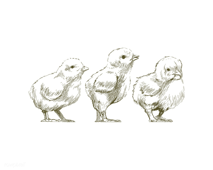 16,084 Chick Sketch Royalty-Free Photos and Stock Images | Shutterstock