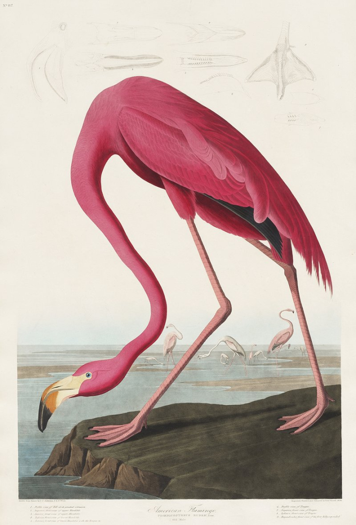 flamingo,birds of america,john james audubon,bird,vintage illustrations,pink flamingo,animal,vintage bird,vintage,pink,vintage flamingo,sketch,rawpixel