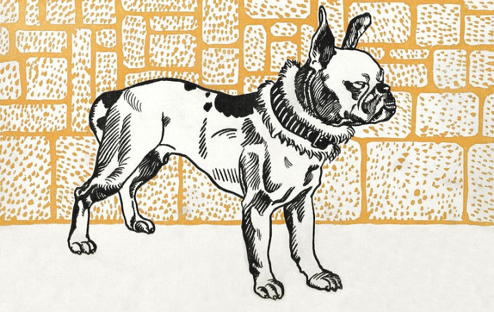 public domain art,dog,moriz jung,art,illustration,vintage illustrations,public domain animal,woodcut,public domain,public domain images,orange,pitbull,rawpixel