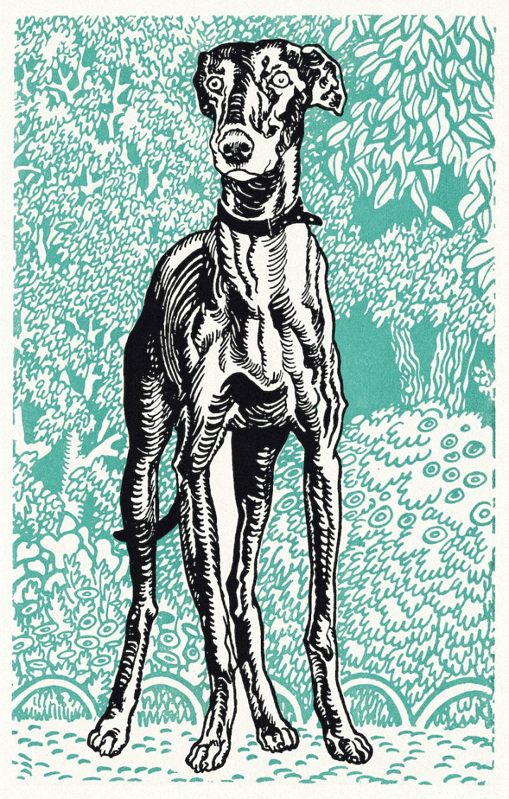 illustration,public domain,dog,public domain art,art,moriz jung,art print,dog illustration,greyhound,animal,illustration public domain,public domain dog,rawpixel