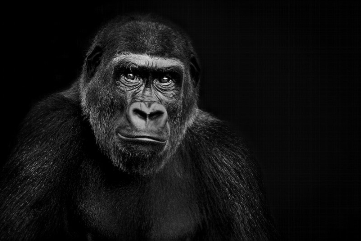 black backgrounds,gorilla,animal,animal photos,black and white,black,artwork,black and white animal,ape,aesthetic backgrounds,wildlife,mountain,rawpixel