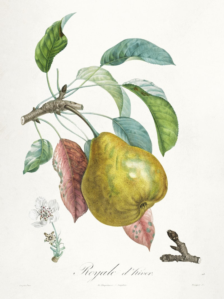 fruit illustration,fruit,flower,fruit botanical,vintage botanical illustration,pear,antique print,botanical fruit,vegetable,botanical,vintage botanical,pear illustration,rawpixel